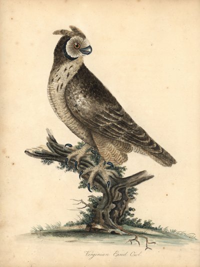 Hibou des marais, Asio flammeus. Gravure à la main d
