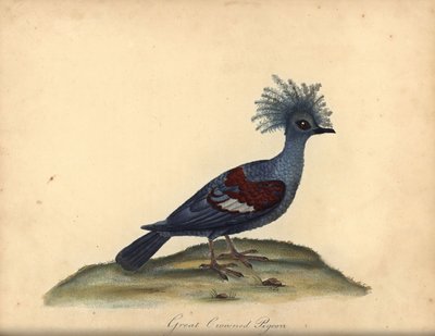 Pigeon couronné occidental, Goura cristata. Gravure à la main en cuivre d