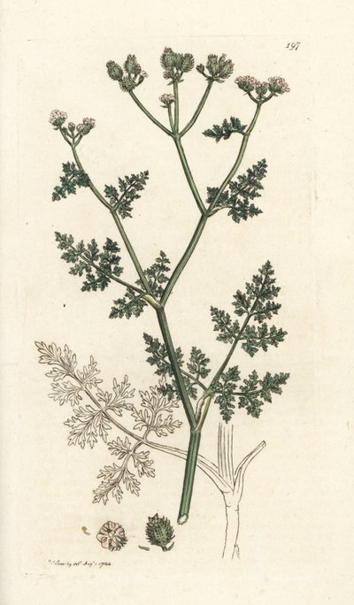 Fleur de dentelle blanche, Orlaya grandiflora (Caucalis daucoides). Gravure à la main en cuivre par James Sowerby de l