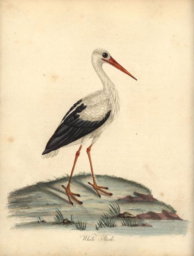 Cigogne blanche, Ciconia ciconia. Gravure à la main d