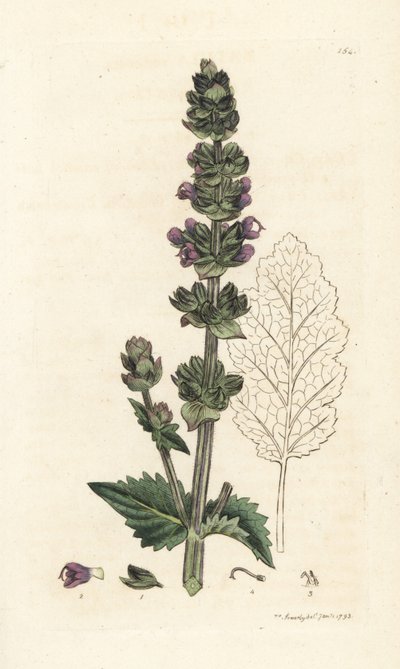 Sauge sauvage anglaise, Salvia verbenaca - William Hayes