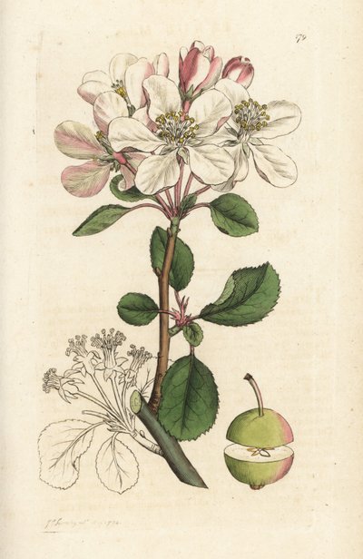 Pommier sauvage ou pommier, Malus domestica (Pyrus malus). Gravure à la main en cuivre par James Sowerby de l