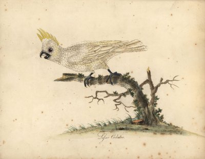 Cacatoès à huppe jaune, Cacatua sulphurea - William Hayes