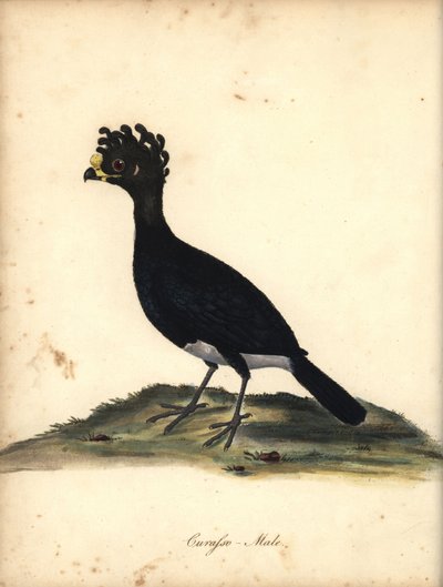 Hocco à caroncule jaune, mâle. Gravure à la main d