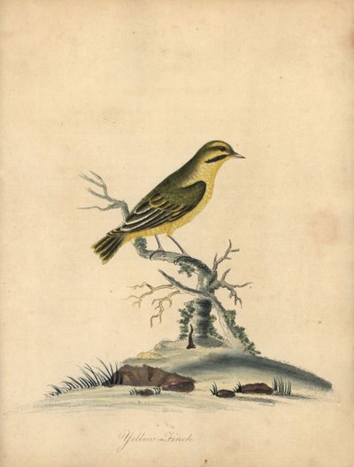 Serin jaune, Fringilla butyracea - William Hayes