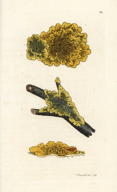 Lichen mural jaune, Lichen parietinus. Gravure à la main en cuivre par James Sowerby de 