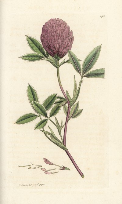 Trèfle zigzag, Trifolium medium - William Hayes