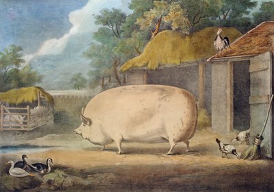 Une Truie de Leicester, 2 ans, propriété de Samuel Wiley - William Henry Davis