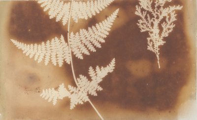 1. Fougère. 2. Algue, 1839 - William Henry Fox Talbot