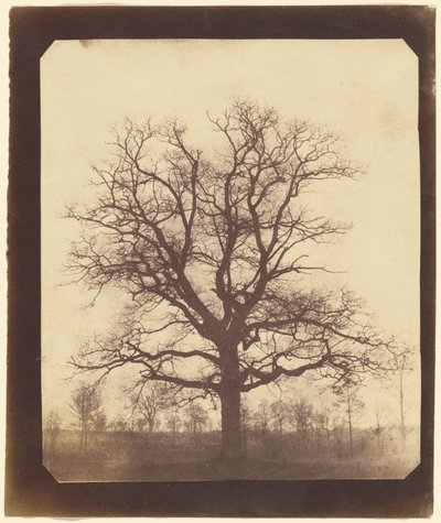 [Un chêne en hiver] - William Henry Fox Talbot