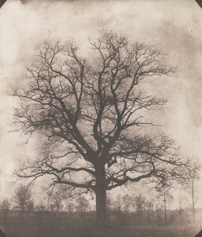 Un chêne en hiver, c.1892-93 - William Henry Fox Talbot