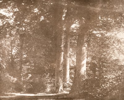 Hêtres, Abbaye de Lacock, c.1844 - William Henry Fox Talbot