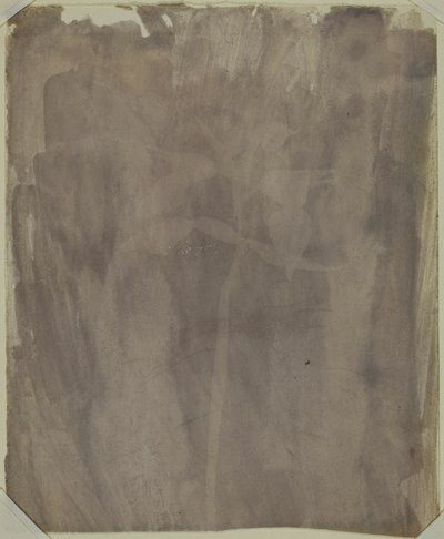 Spécimen botanique - William Henry Fox Talbot