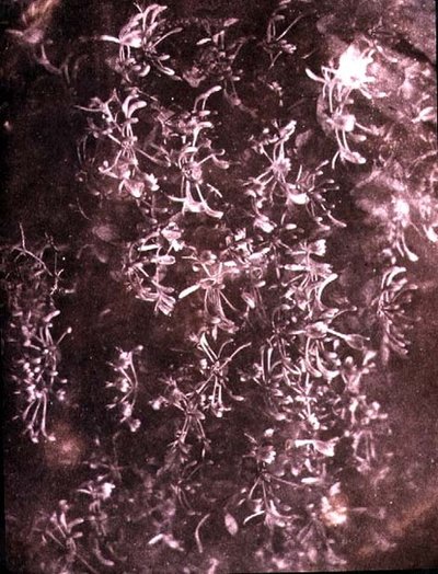 Chèvrefeuille, juin 1840 - William Henry Fox Talbot