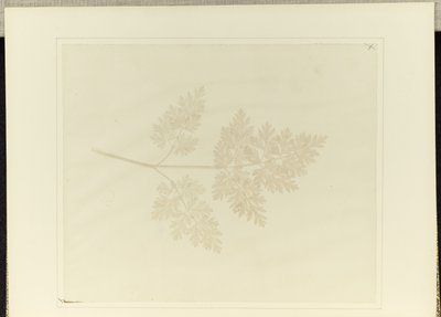 Feuille d
