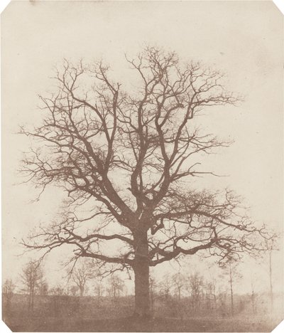 Chêne - William Henry Fox Talbot