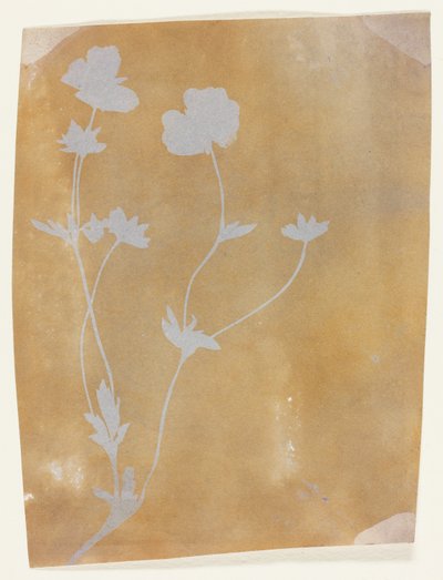 Tige de feuilles et de fleurs - William Henry Fox Talbot
