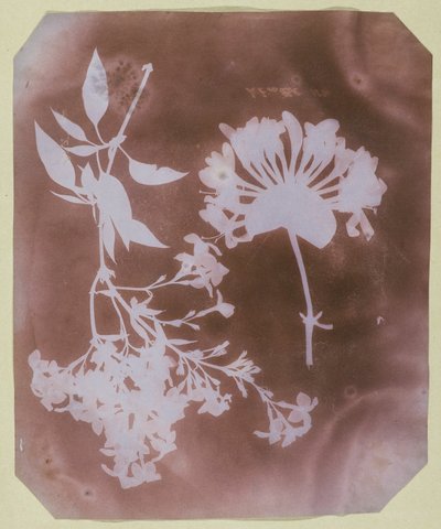 Deux spécimens de plantes - William Henry Fox Talbot