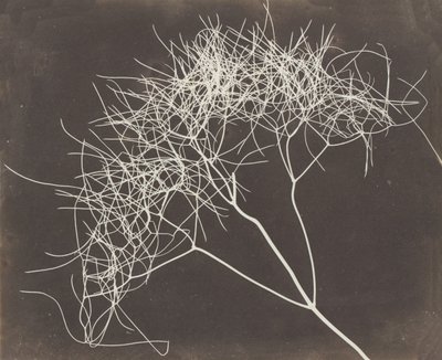 [Fenouil sauvage], 1841-42 - William Henry Fox Talbot