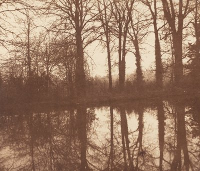 Arbres d