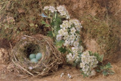 Fleurs de mai et nid de moineau, 1845 - William Henry Hunt