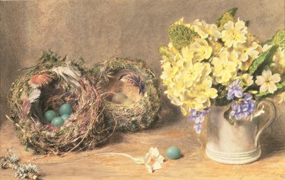 Fleurs de printemps et nids d