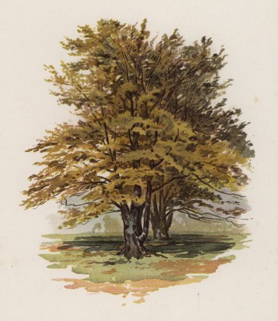 Arbres : Le hêtre - William Henry James (after) Boot