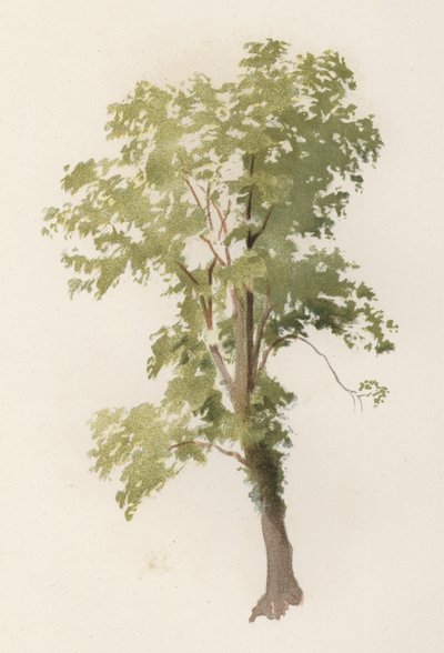 Arbres : L