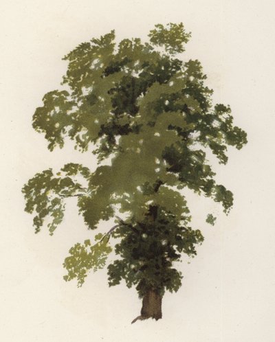 Arbres : L