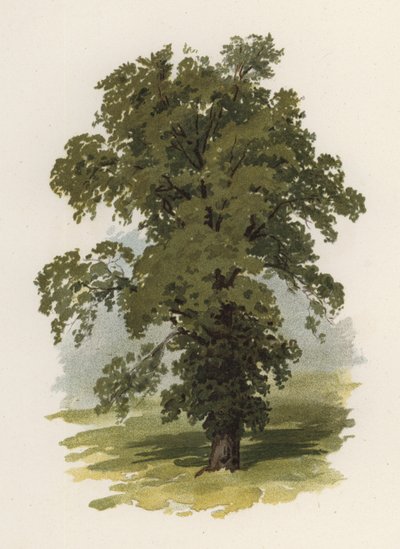 Arbres : L