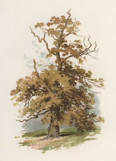 Arbres : Le Chêne - William Henry James (after) Boot