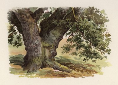 Arbres : Le Chêne - William Henry James (after) Boot