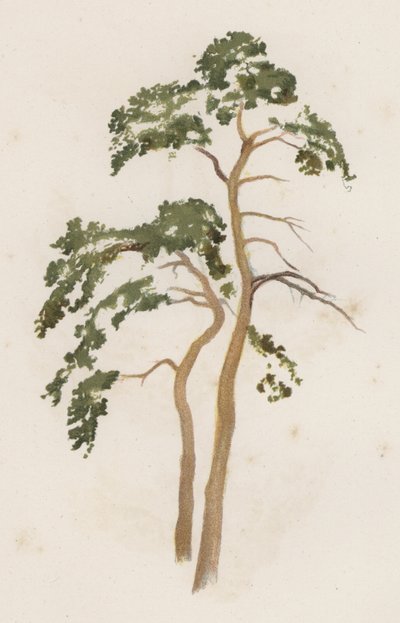 Arbres : Le Pin d