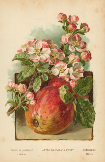 Fleur de pommier et fruit - William Henry James Boot