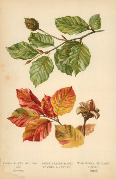 Feuilles et noix de hêtre. Été et automne - William Henry James Boot