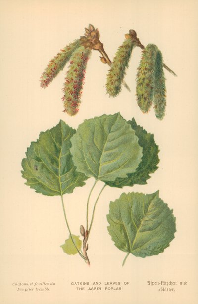 Chatons et feuilles du peuplier tremble - William Henry James Boot