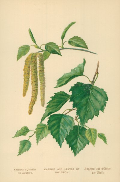 Chatons et feuilles de bouleau - William Henry James Boot