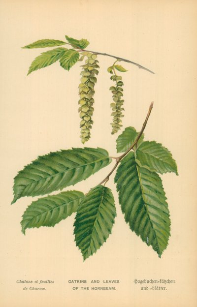 Chatons et feuilles de charme - William Henry James Boot