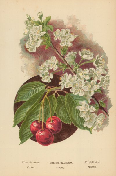 Fleur de cerisier. Fruit - William Henry James Boot