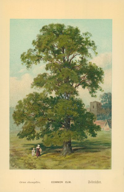Orme commun - William Henry James Boot