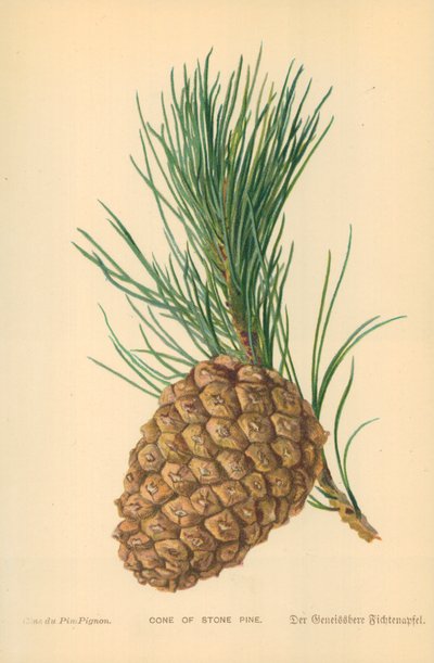 Cône de pin parasol - William Henry James Boot