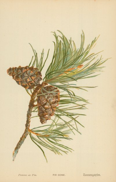 Pomme de pin - William Henry James Boot