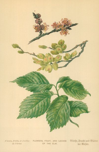 Fleurs, fruits et feuilles de l