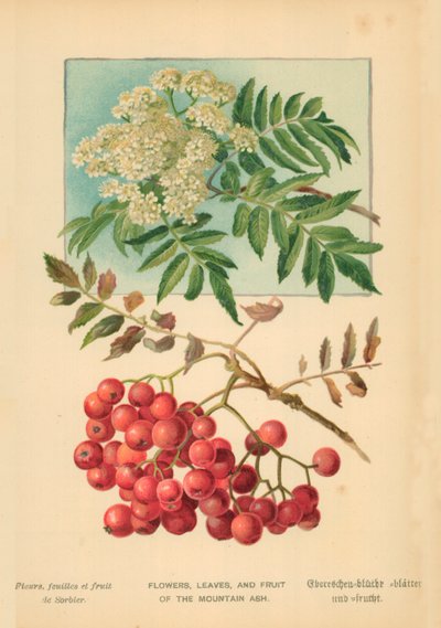 Fleurs, Feuilles et Fruits du Sorbier des Montagnes - William Henry James Boot