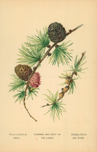 Fleurs et fruits du mélèze - William Henry James Boot