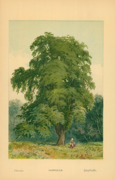 Charme - William Henry James Boot