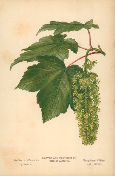 Feuilles et fleurs du sycomore - William Henry James Boot