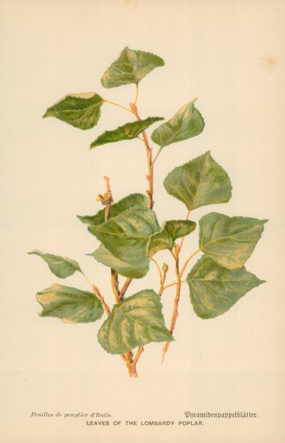 Feuilles du peuplier de Lombardie - William Henry James Boot