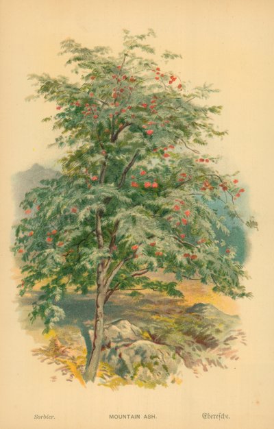 Frêne de montagne - William Henry James Boot