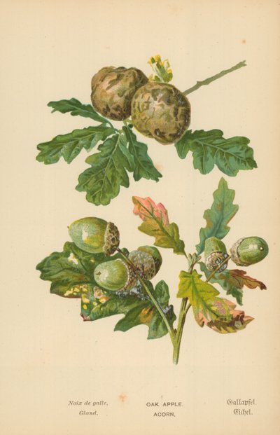 Pomme de chêne. Gland - William Henry James Boot